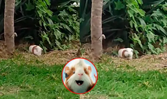 ¡Solo en Perú! Captan un cuy en el malecón de Miraflores y usuarios reaccionan: “¿Fuerza G?”