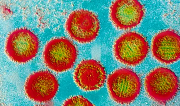 Resultados "prometedores" de una vacuna contra el virus que infecta al 95% de los adultos