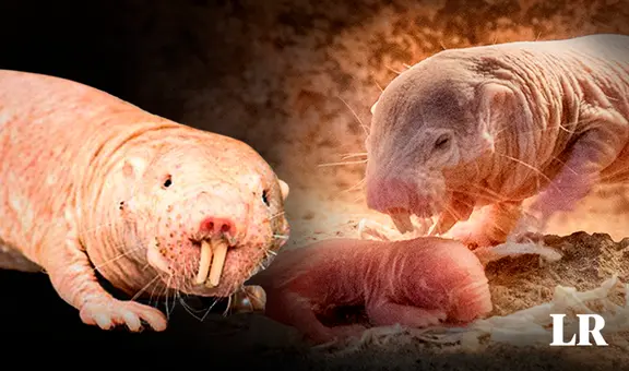 Nace nueva camada de la rata topo desnuda, animal clave para encontrar la cura contra el cáncer