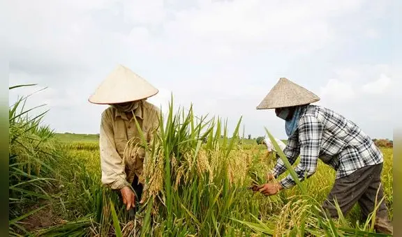 Precio del arroz se dispara y alcanza su nivel más alto en 15 años