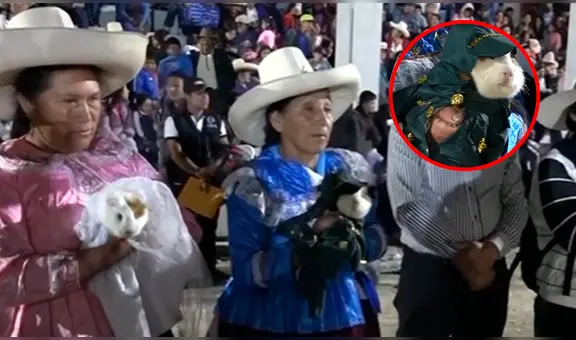 “Les deseo 500 hijos”: decenas de cuyes se unen en matrimonio en festival de Chota