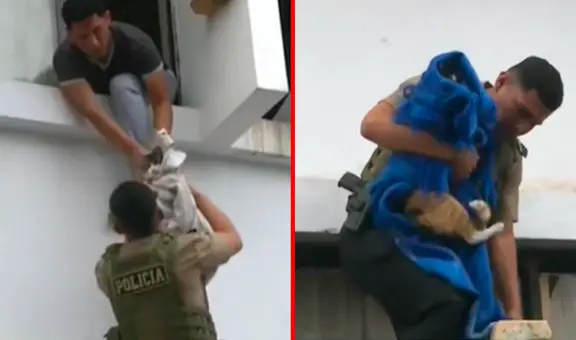 Callao: rescatan a 15 gatos durante incendio en vivienda de Bellavista