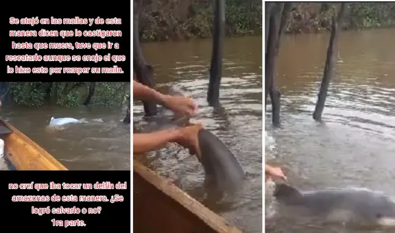 Loreto: profesor rescata a bufeo que se encontraba atrapado en el río Amazonas y enternece las redes