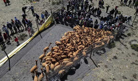 Chaccu: la única manera de evitar matanza de vicuñas en Arequipa