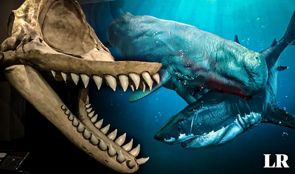 El megalodón tuvo un rival en el mar peruano: así era Livyatan, la megaballena asesina