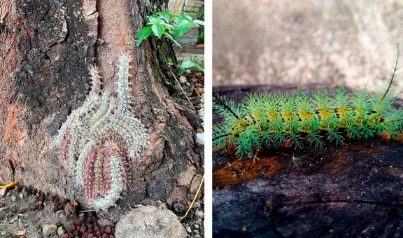 Orugas Lonomia obliqua en Caracas: ¿qué se sabe de la presunta aparición?