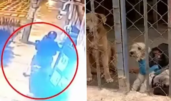 Cercado de Lima: roban colecta destinada al alimento de más de 100 perros de un albergue
