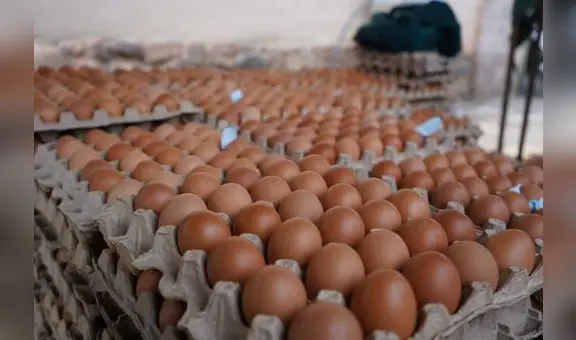 Al Perú ingresan 3,6 millones de huevos de contrabando semanalmente, denuncian Avicultores