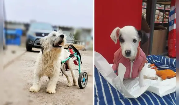 Albergue ALVA solicita ayuda para alimentar a 150 animales que fueron rescatados de la calle