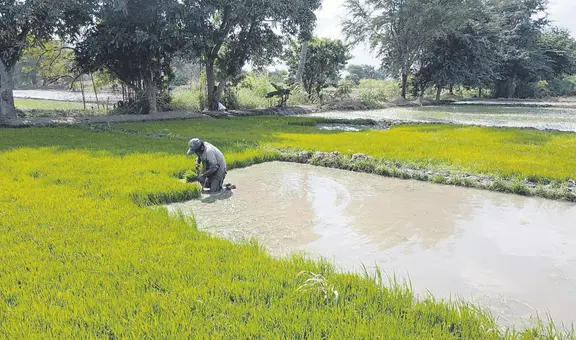 Agricultores siguen a la espera de transferencia de recursos en Piura