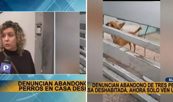 Surco: vecinos denuncian abandono de 3 perritos desde hace un año en casa deshabitada