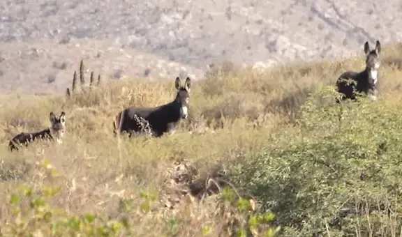 Jóvenes captan a burros salvajes en Arequipa y usuarios reaccionan: “Cuidemos la naturaleza"