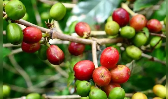 Agroexportaciones llegaron a US$3.938 millones y cayeron 1% en el primer semestre del 2023