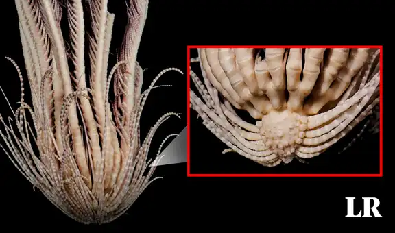 Una enigmática criatura marina de 20 brazos es hallada por científicos en el océano de la Antártida