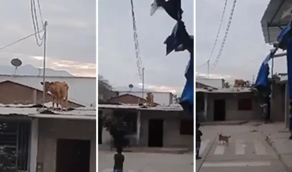"Cómo es posible este suceso": vaca causó susto al trepar en techo de calamina en vivienda de Piura