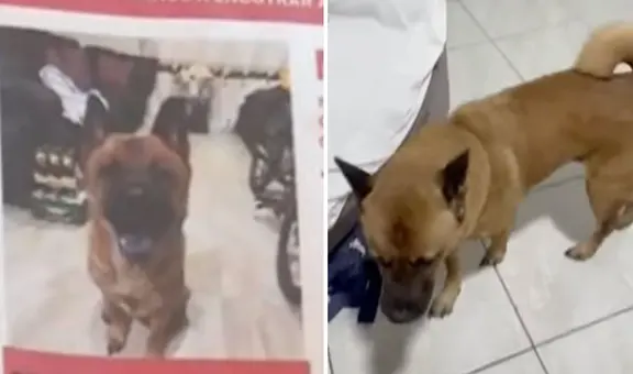 ¿Dónde está Morita? Familia busca a perrita que escapó de hospedaje de mascotas en Callao