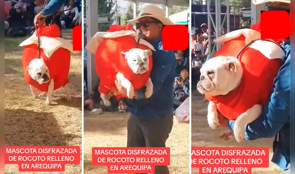Perrito es disfrazado de rocoto relleno en Arequipa y causa furor: "Qué cosita más hermosa"