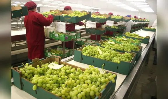 Exportación de frutas creció más de 11,6% en el primer semestre del 2023