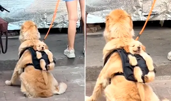 Perrito y su cría crean una tierna escena en redes sociales: “Lo más hermoso que veré hoy”