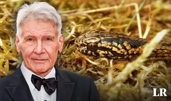 Hallan nueva especie de serpiente en Perú y la bautizan 'Harrison Ford': ¿qué dijo el actor?