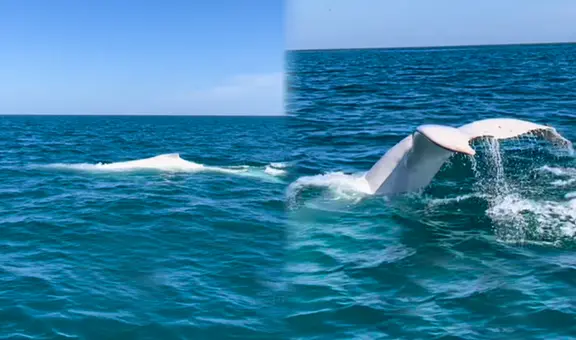 Captan por primera vez una ballena blanca en Perú: mira el video grabado en el mar de Piura