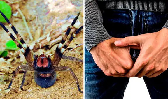 Cierran supermercado tras hallar peligrosa araña que puede generar largas y dolorosas erecciones