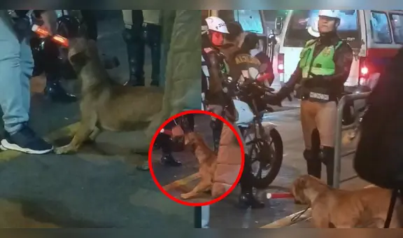 Perrito ‘se niega’ a entregar la vara luminosa a polícia y usuarios lo apoyan: “Déjenlo trabajar”