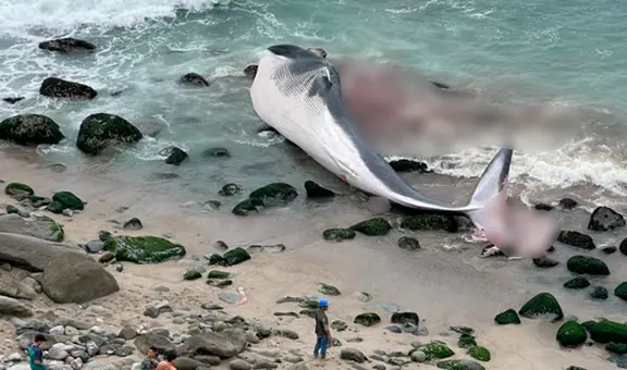 Punta Hermosa: ballena que fue hallada varada en playa Señoritas será trasladada a relleno sanitario