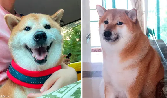 ¿Quién era Cheems, el perrito viral que rompió el corazón en redes con su muerte?