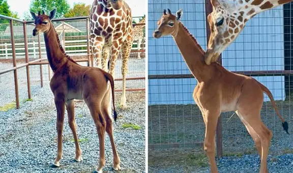 Nace una extraña jirafa sin manchas en un zoológico de Estados Unidos