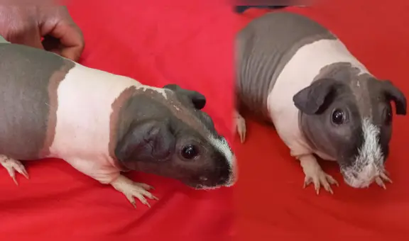 ¡Un cuy sin pelo sería el más caro del Perú!: ¿cuánto cuesta adquirir esta nueva raza de roedor?