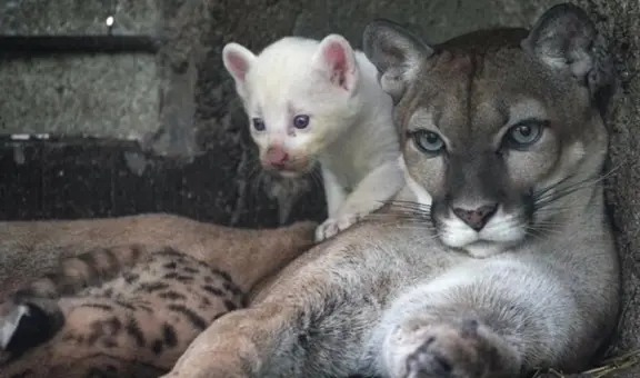 Nace un extraño puma blanco en el zoológico de Nicaragua