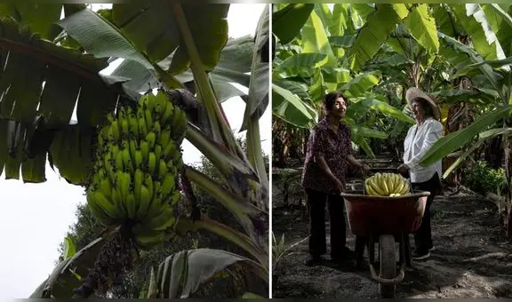 Exportan el primer contenedor con 22 toneladas de puré de plátano orgánico desde Piura a Europa