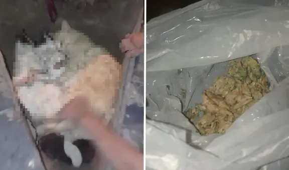 "Eran gatitos tranquilos”: vecina de Chorrillos denuncia que envenenaron a sus mascotas