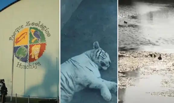 Municipalidad de Lima encontró en ESTADO DE ABANDONO las instalaciones del zoológico de Huachipa