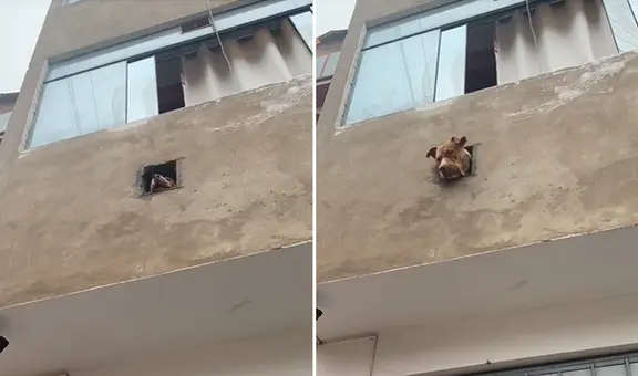 Pitbull ladra desde su propia ventana y usuarios dicen: “Cámara de seguridad con sonido intimidante”