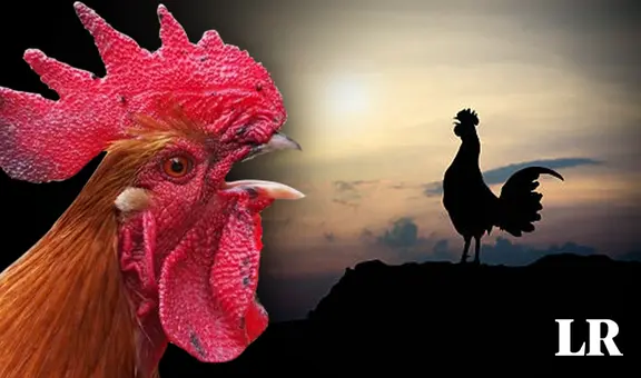 El verdadero motivo por el que los gallos cantan: ¿sabías que no es para despertar a las personas?