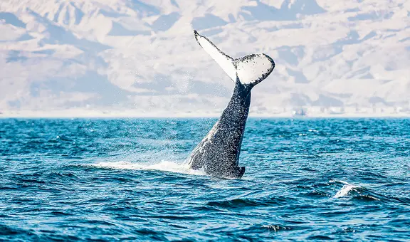 Piura y Tumbes: entre ballenas y manglares hay todo un mundo por explorar