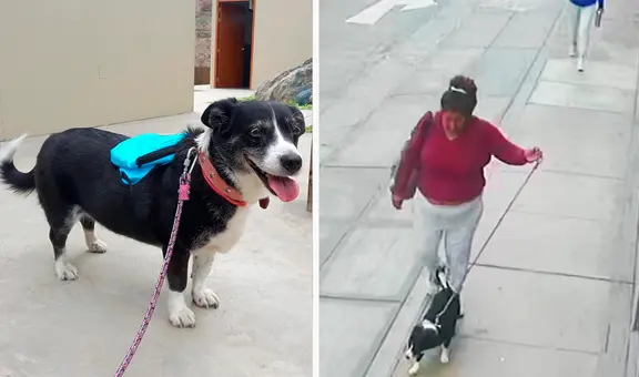 “La adopté hace 10 años”: perrita se pierde en San Miguel y dueño pide ayuda para encontrarla