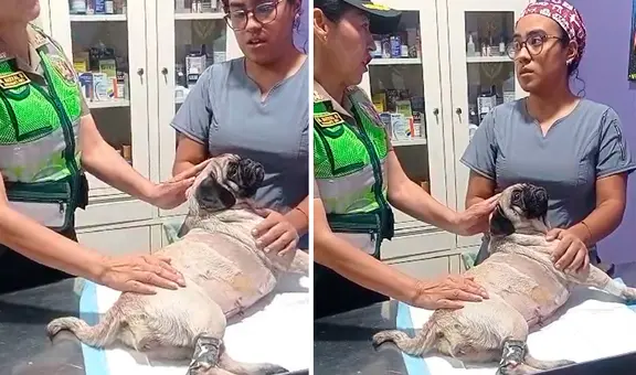 Perrita apuñalada en La Victoria se encuentra estable y recuperándose