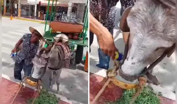 Burro toma cerveza helada ante sofocante calor en Piura: “¡Qué tal sed!”