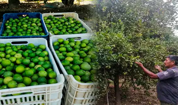 ¿Habrá escasez total de limón en el Perú? Esto dijeron los productores de Tumbes