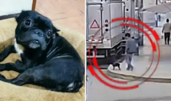 VMT: asaltan a joven en la puerta de su casa y se llevan a mascota de la familia