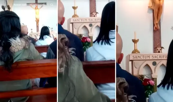 Feligreses van a iglesia y encuentran a perrito oficiando la misa: “Padre Firulais”