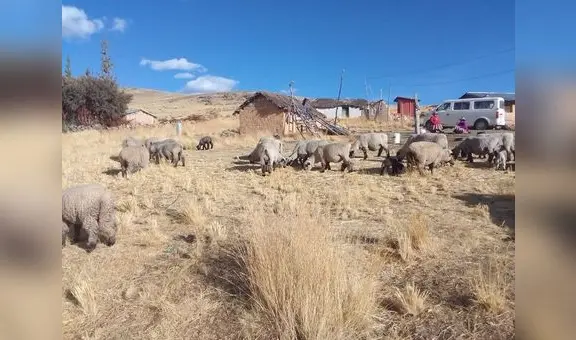 Extraña muerte de 30 ovejas en Apurímac y el mito del "chupacabras"