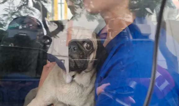 Surco: perrita Dachi fue operada con éxito y se espera su recuperación en las próximas horas