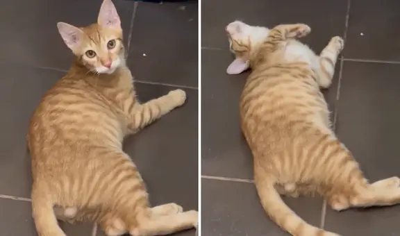 Gatito se ‘desmaya’ al escuchar que es adoptado: “La noticia más fuerte que le han dado”