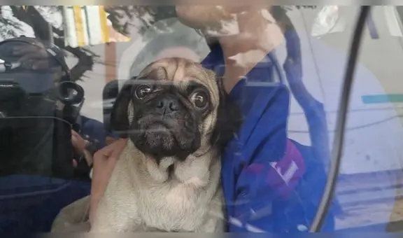 Caso Dachi: realizan colecta para pagar operación de can porque veterinaria no cubrirá todo