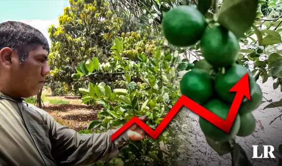 Piura: productores piden al Estado controlar precio de fertilizantes para evitar escasez y mayor alza del limón