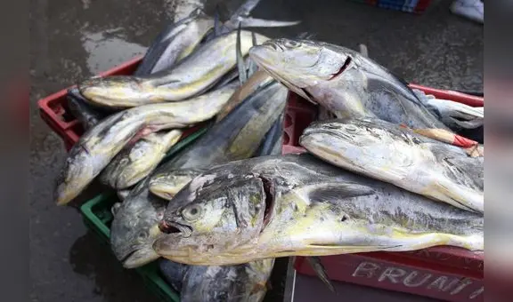 Produce autoriza pesca exploratoria del recurso marino perico
